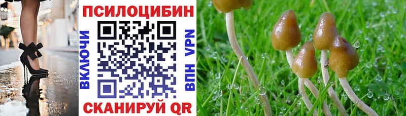 Псилоцибиновые грибы Psilocybine cubensis  Великий Устюг 